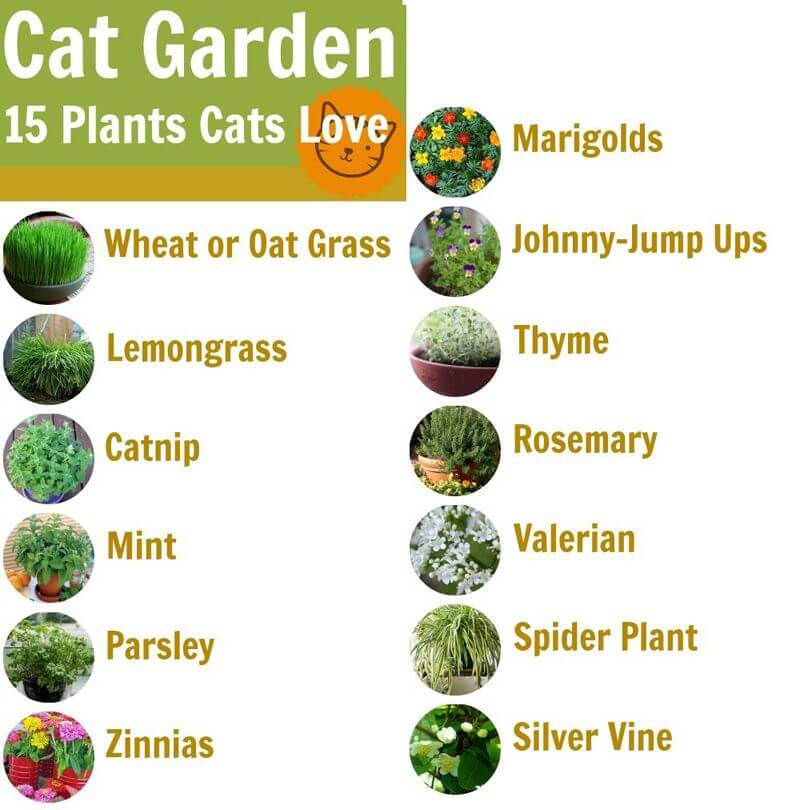  plants for cats