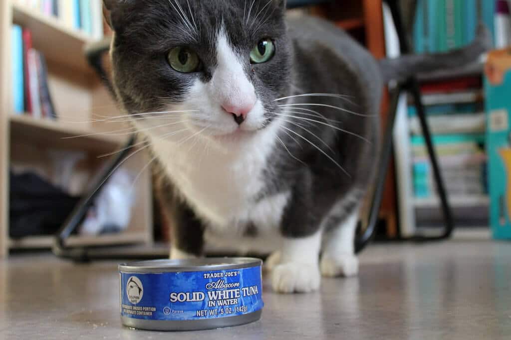can cats and dogs eat raw salmon 