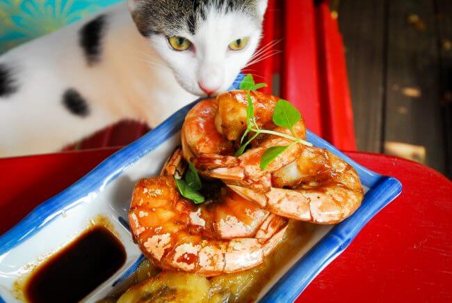 can cats eat shrimp cocktail