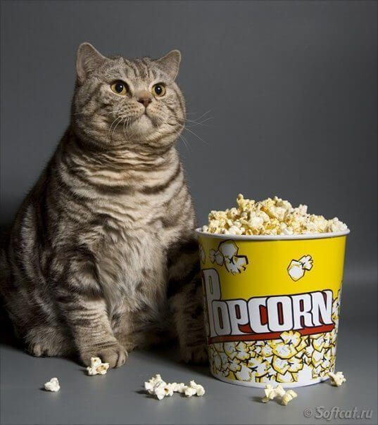cat ate popcorn kernels
