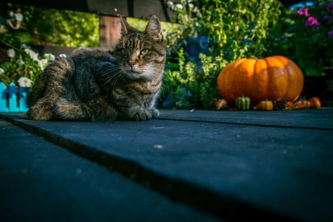 how often can cats eat pumpkin