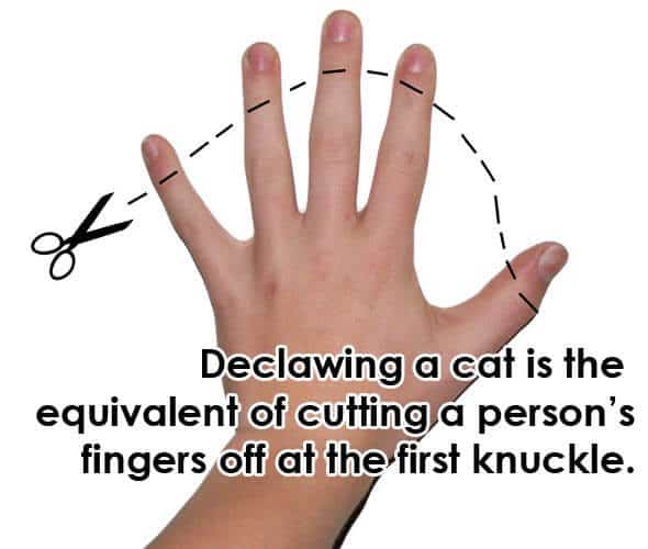 declawing cats alternatives