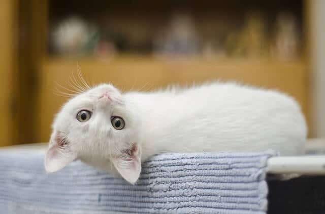 Domestic Cute Kitten White Feline Cat Cute Cat