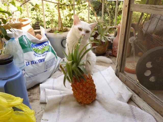 can cats eat dried pineapple