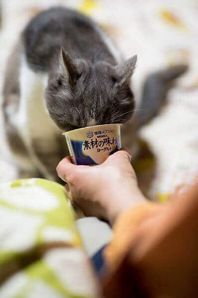 18 Beneficial Things About Can Cats Eat Yogurt | You ...