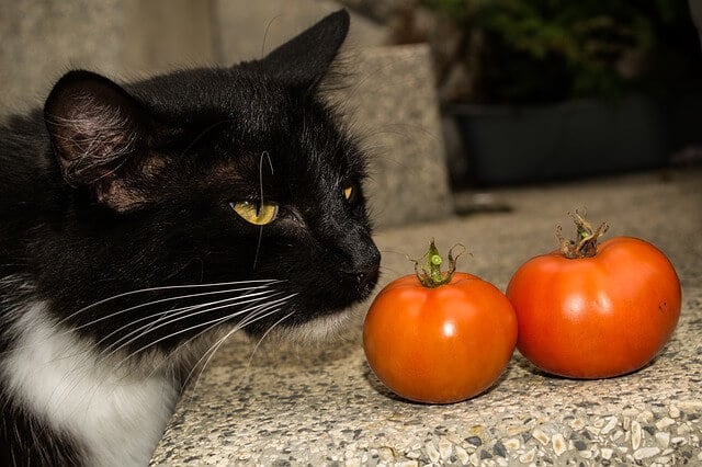 can cats eat grape tomatoes