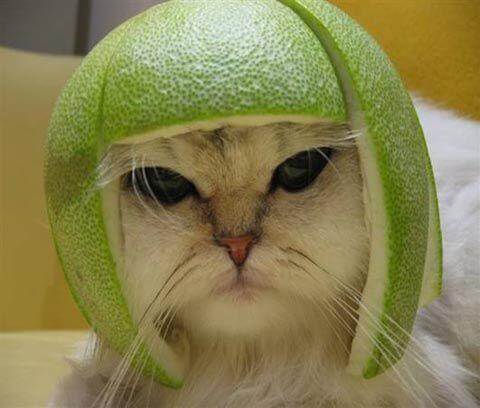 cat melon